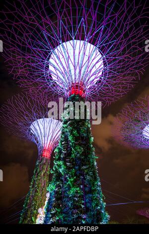Nachtansicht der beleuchteten Supertrees in Singapur Stockfoto
