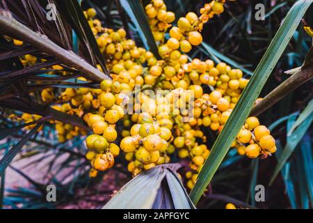 Gelbe Daten reifen auf einer Palme. Stockfoto