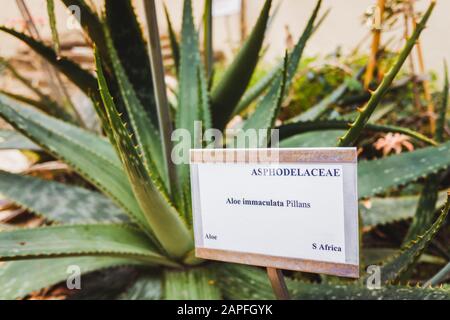 aloe vera herbalife AloeMax Aloe Vera Drink 473 ml  Best of Herbalife