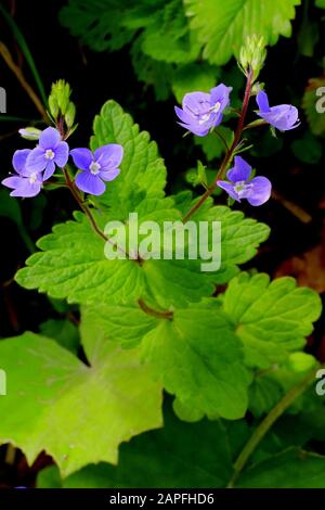 Gamander- Ehrenpreis, Veronica teuricum Stockfoto