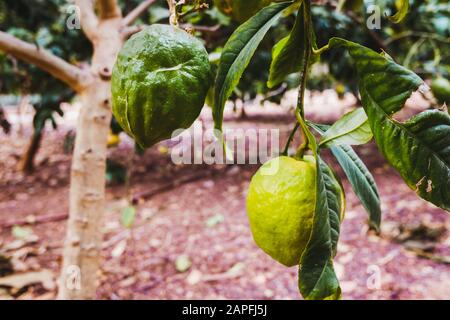 Grüne und reife Früchte von Citrus medica, von großen Zitronen, die vom Zitronenbaum hängen und reich an ätherischen Ölen sind. Stockfoto