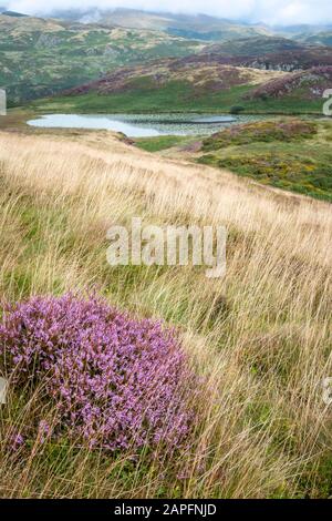 Heather wächst auf Moorflächen in der Nähe des Bearded Lake, in der Nähe von Aberdovey, Aberdyfi, Wales Stockfoto