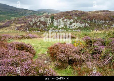 Moorgebiet in der Nähe des Bearded Lake, in der Nähe von Aberdovey, Aberdyfi, Wales Stockfoto