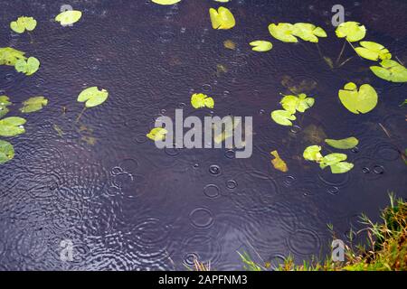 Regen fällt auf Wasser, Bearded Lake, in der Nähe von Aberdovey, Aberdyfi, Wales Stockfoto