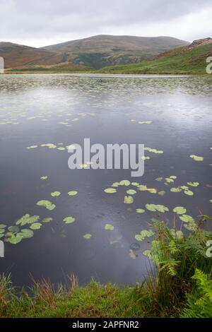 Bearded Lake, in der Nähe von Aberdovey, Aberdyfi, Wales Stockfoto