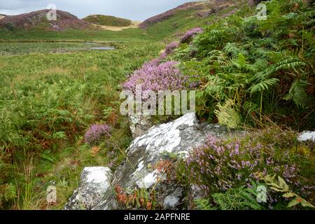 Heather, das auf einem Felsen in der Nähe von Bearded Lake, in der Nähe von Aberdovey, Aberdyfi, Wales wächst Stockfoto