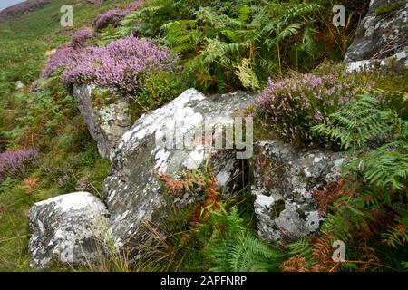 Heather, das auf einem Felsen in der Nähe von Bearded Lake, in der Nähe von Aberdovey, Aberdyfi, Wales wächst Stockfoto