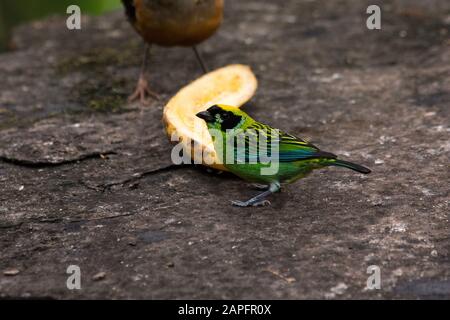 Grün-goldenes tanager im Wolkenwald, der die Osthänge der Anden bei Zamora in Ecuador bedeckt. Stockfoto