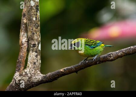 Grün-goldenes tanager im Wolkenwald, der die Osthänge der Anden bei Zamora in Ecuador bedeckt. Stockfoto