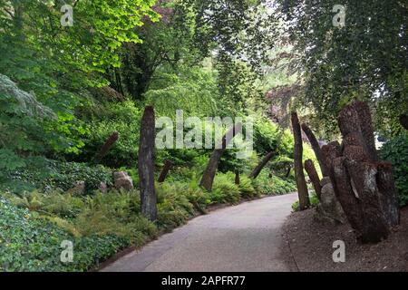 Riesige Farnbäume säumen einen Weg zum Aviary im Waddesdon Manor. National Trust Garden. Dicksonian antarktis. Kronen für den Winter zurückgeschnitten. Stockfoto