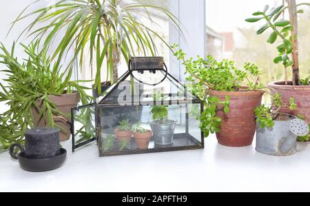 Sammlung von Zimmerpflanzen und saftigen in einem Gewächshaus, das am Rand des Fensters steht Stockfoto