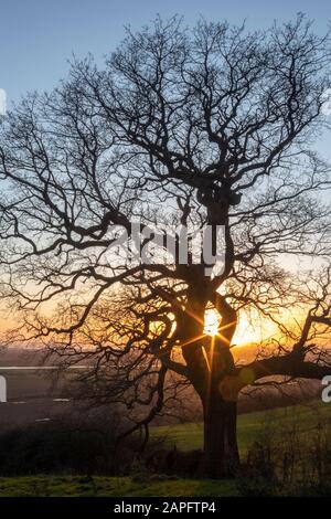 Sonnenuntergang durch die Silhouette eines Baumes in Hadleigh, Essex, England Stockfoto