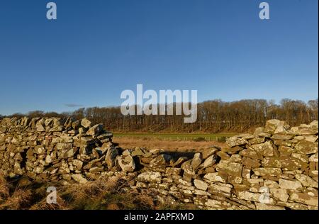 Ein zerbrochener Teil einer alten Trockenmauer, die neben dem Küstenpfad zwischen Johnshaven und Inverbervie an der Ostküste Scotlands steht. Stockfoto