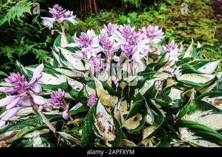 Hosta Fire and Ice Hostas Stockfoto