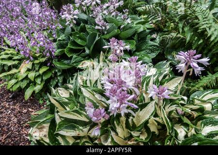 Hosta Fire and Ice Hostas Plants Stockfoto