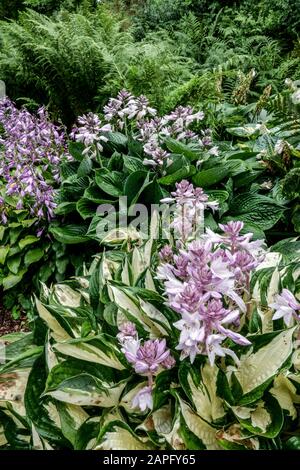 Hosta Fire and Ice Hostas Garden Laub Stockfoto