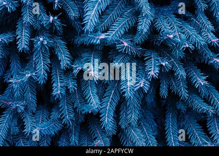 Fichte in klassischer blauer Farbe. Trendige Hintergrundfarbe. Farbe des Jahres 2020. Stockfoto