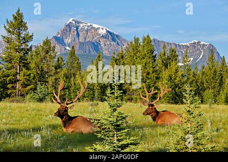 Elks im Bow Valley Parkway, Banff National Park, Rocky Mountains, Alberta, Kanada Stockfoto
