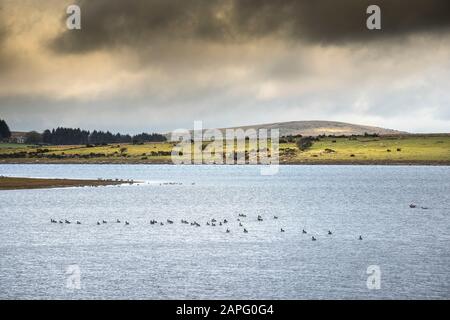 Kanada Gänse Branta canadensis am Colliford Lake am Bodmin Moor in Cornwall. Stockfoto