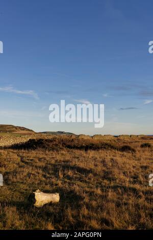 Das Grasige Vorland hinter der Shingle Küste bei Johnshaven mit einem alten Schnittteil eines Tree Trunk im Vordergrund. Stockfoto