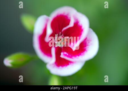 Makro der rosafarbenen Geranienblüten Mitte des Frühlings oder Sommers. Stockfoto