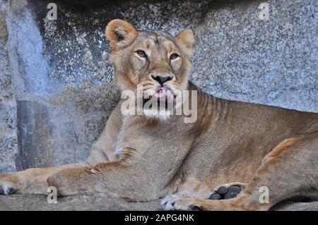 Eine asiatische Löwin [Panthera leo persica], die in einem Zoo auf dem Boden liegt Stockfoto