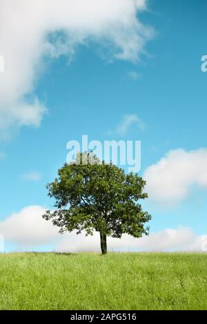 Ein einsamer Baum, der an einem sonnigen Sommertag mit weißen, flauschigen Wolken in einem frischen grünen Rasenfeld am Horizont steht. Stockfoto