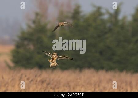 Sumpfohreule (Asio Flammeus) Stockfoto