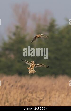 Sumpfohreule (Asio Flammeus) Stockfoto