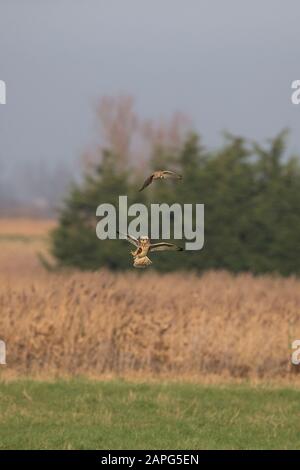 Sumpfohreule (Asio Flammeus) Stockfoto