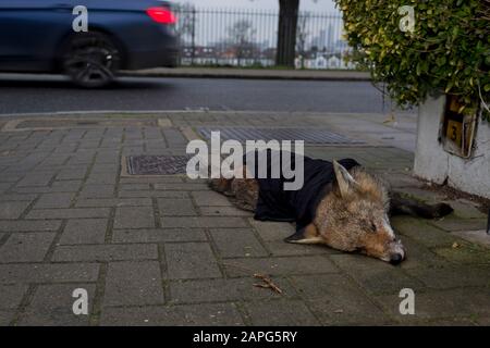 Ein Auto fährt an einem jungen städtischen nordeuropäischen Fuchs (Vulpes vulpes) vorbei, der tot auf dem Straßenpflaster liegt und teilweise von einem Gewand bedeckt ist und von der Straße durch einen Passanten bewegt wird, nachdem er am 23. Januar 2020 in London, England, von einem Fahrzeug auf einer Wohnstraße im Süden Londons getötet wurde. "Vulpes vulpes" hat eine lange Geschichte der Verbindung mit Menschen, wurde über viele Jahrhunderte als Schädling und Furtträger gejagt und in der menschlichen Folklore und Mythologie vertreten. Stockfoto