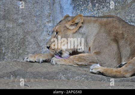 Eine asiatische Löwin [Panthera leo persica], die in einem Zoo auf dem Boden liegt Stockfoto