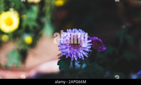 Schöne Blume der Aster. Aster ist eine Gattung mehrjähriger blühender Pflanzen in der Familie der Asteraceae. Stockfoto