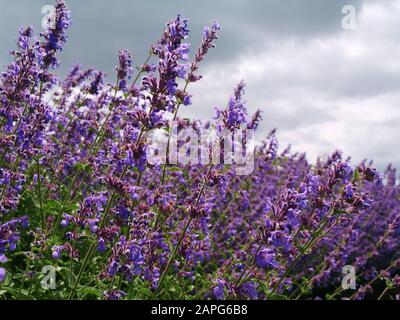 Nepeta Faassenii 'Catnip', auch bekannt als Faassens Catnip, Katswort, Katwort, Katminze. Six Hills Giant, immergrüne Heilkraut, Hummeln Stockfoto