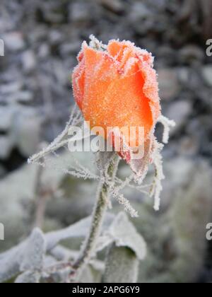 Nahaufnahme von gefrorenem Rosebud, mit Frost bedeckt, gefrorenem Cob-Netz Stockfoto