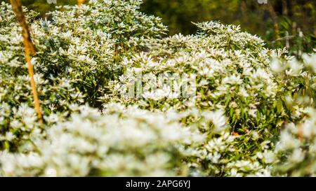 Osteospermum Ecklonis oder Kap-Marguerit-Pflanzen. Dimorphotheca ecklonis oder Osteospermum, ist eine Zierpflanze. Schöne weiße Blumen von Osteosperm Stockfoto