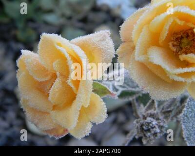 Nahaufnahme von Rosa Drift Rosen (Pfirsich/Aprikosendeckerrose), mit Frost bedeckt, Lavendel im Hintergrund Stockfoto