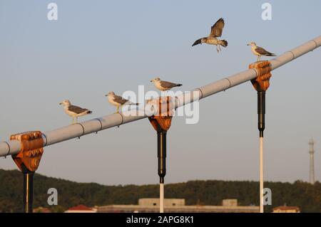 Möwen, die auf dem Halteteil der Brücke sitzen. Eine Möwe landet. Stockfoto