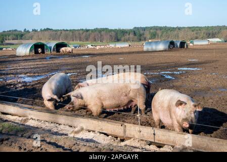 Organische Schweine genießen die Sonne im Freien in Suffolk. Die Freilandfarm erlaubt den Schweinen, im Schlamm zu welken, während sie in nahe gelegenen Schuppen schlafen. Viele Sauen sind mit Thetford Forest im Hintergrund zu sehen. Die Rasse wird Large White genannt. Stockfoto