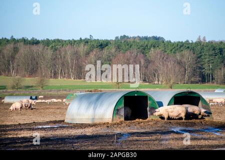 Organische Schweine genießen die Sonne im Freien in Suffolk. Die Freilandfarm erlaubt den Schweinen, im Schlamm zu welken, während sie in nahe gelegenen Schuppen schlafen. Viele Sauen sind mit Thetford Forest im Hintergrund zu sehen. Die Rasse wird Large White genannt. Stockfoto