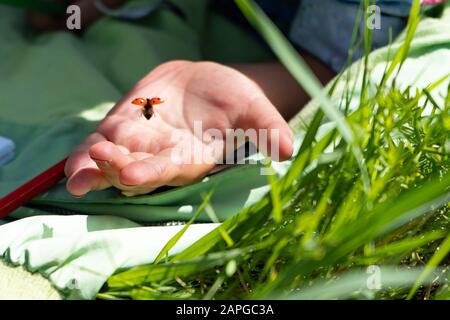 Ein kleiner schöner Marienkäppchen zieht sich von der Handfläche eines Kindes ab. Keine Schäden anrichten Stockfoto