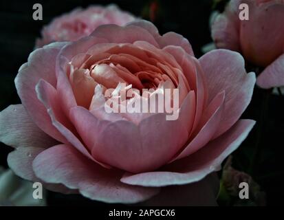 Königin VON SCHWEDEN stieg - David Austin, 2004. Englische Rose, Nahaufnahme, blassrosa; englische Strauch Rose Stockfoto