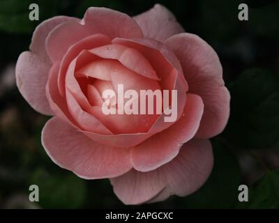 Königin VON SCHWEDEN stieg - David Austin, 2004, English Rose Close Up Stockfoto