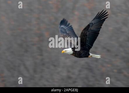 Weißkopfseeadler (Haliaetus leucocephalus) Erwachsene, die gegen den Winterwald fliegen, Saylorville, Iowa, USA Stockfoto