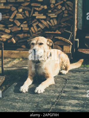 Schöne niedliche große Hund Mongrel auf einer Kette, Wachen Haus und Hof, lebt in Stand Stockfoto