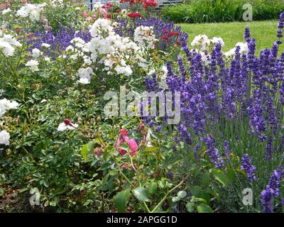 Rosa Die Messen, China Rose, Garten mit verschiedenen Bodendeckelrosen und Lavendel, bienenfreundlich, Sommer Stockfoto