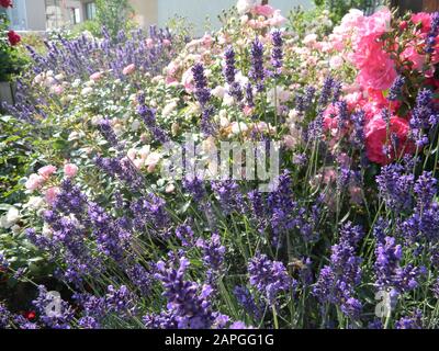 Rosa Die Messen, China Rose, Garten mit verschiedenen Bodendeckelrosen und Lavendel, bienenfreundlich, Sommer Stockfoto