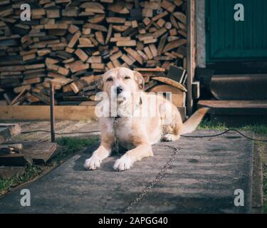 Schöne niedliche große Hund Mongrel auf einer Kette, Wachen Haus und Hof, lebt in Stand Stockfoto