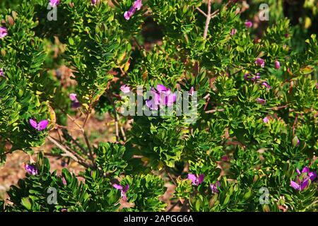 Der Park in Limassol, Zypern Stockfoto