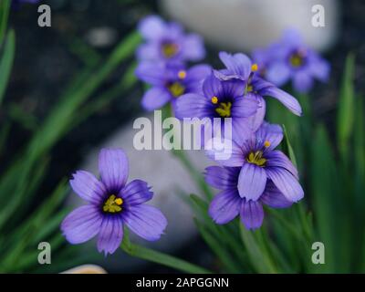 Sisyrinchium angustifolium 'Schmalblättriges Blauäugegras' Familie Iridaceen; Wassertröpfchen, Garten, Steingut Stockfoto